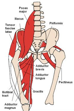 The term iliopsoas refers to the combination of the psoas major and the iliacus at their inferior ends